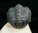 Bargain Reedops Trilobite - Nice Eye Facets #4928-5